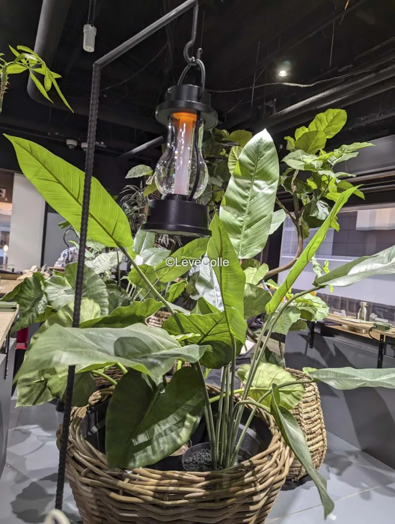 足湯カフェの観葉植物