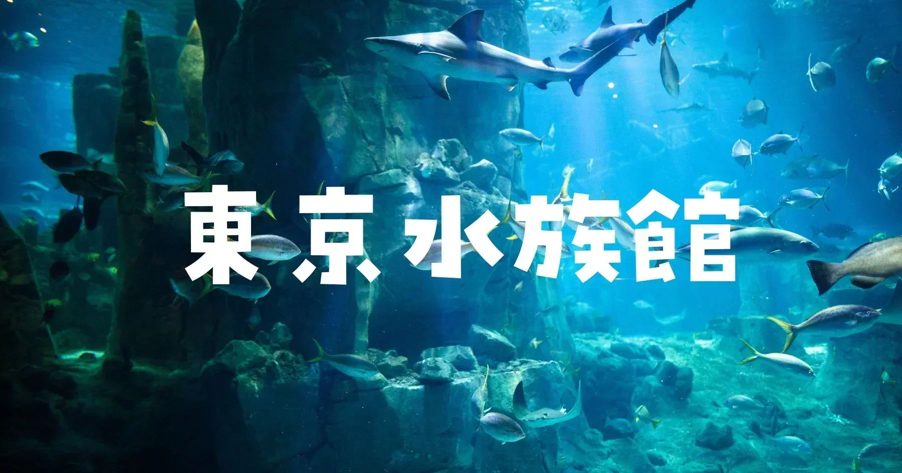 東京水族館大きい順
